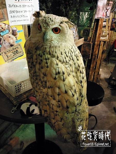 淺草-owl cafe (10).jpg