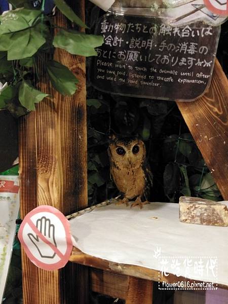 淺草-owl cafe (11).jpg