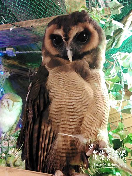 淺草-owl cafe (9).jpg