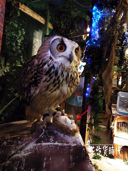 淺草-owl cafe (16).jpg