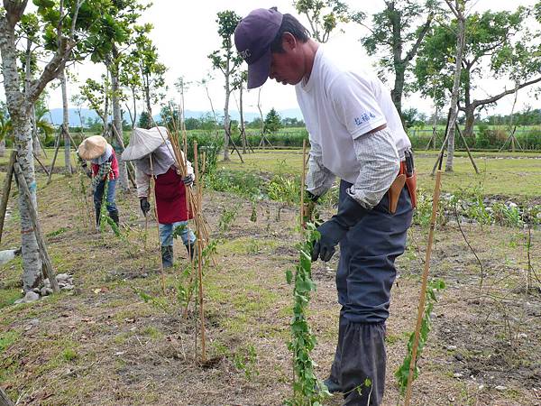 蕾絲金露華以枝架調整樹型美化視覺感觀