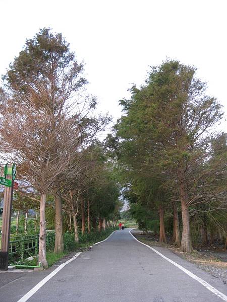 落雨松林