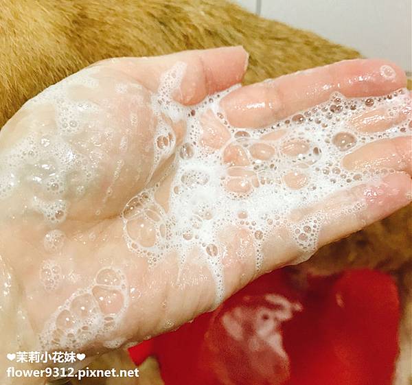 SOINS絲旺洗毛精 (6).JPG 試用