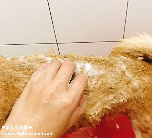 SOINS絲旺洗毛精 (7).JPG 試用
