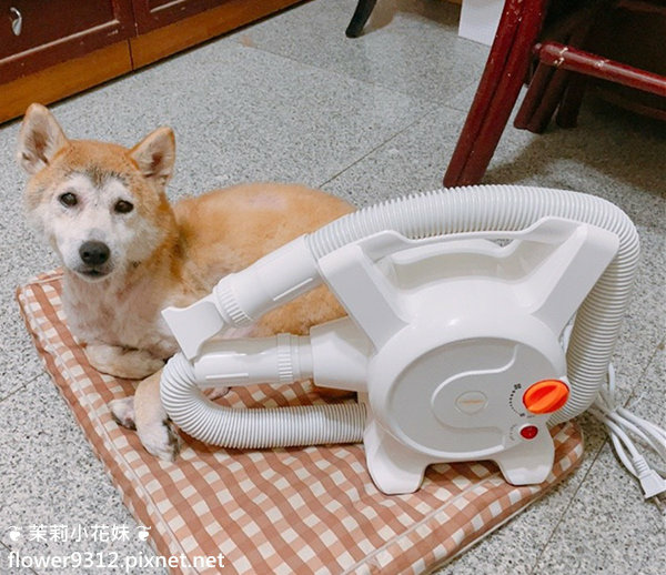 奧本寵物冷暖風吹水機 (8).jpg