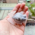 魚蝶ㄦ 金魚茶包 (18).jpg