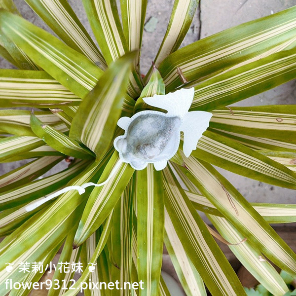 魚蝶ㄦ 金魚茶包 (19).jpg 魚蝶ㄦ 金魚茶包 (19).jpg