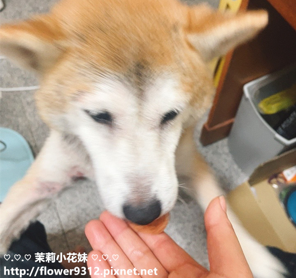 寶貝餌子 風靡狗狗界的零食霸主 寵物零食彭湃組 超軟雞肉乾 碳烤豬耳朵 乳酪棒 風味牛肉棒 起司雞肉小圓片 雞肉條 (13).jpg