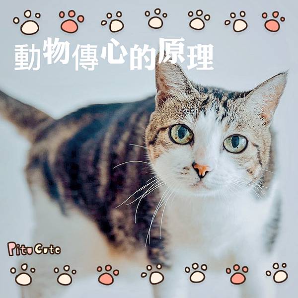 動物傳心的原理 花灑 仙術 傳心事務所 痞客邦 動物傳心的原理 花灑 仙術 傳心事務所 痞客邦