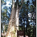 阿里山神木.jpg