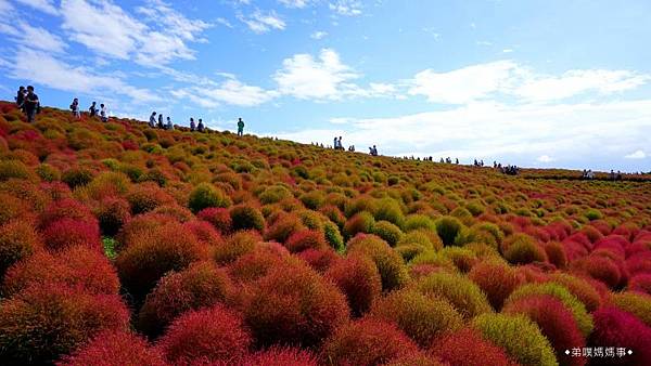 【日本‧茨城】國營海濱公園│秋季必看紅通通超療癒掃帚草（コキ