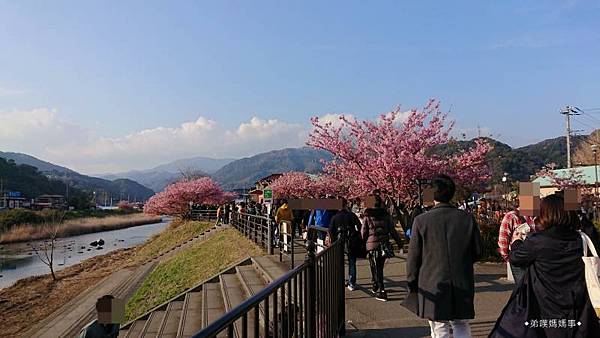 【日本‧靜岡】日本賞櫻季-漫步伊豆河津櫻、屋台、足湯。河津櫻