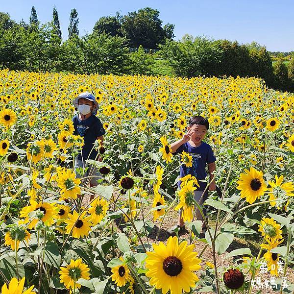 【日本‧千葉】船橋安徒生公園│超推親子景點,一整天玩不完>夏 【日本‧千葉】船橋安徒生公園│超推親子景點,一整天玩不完>夏