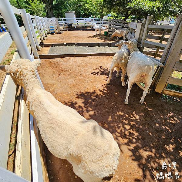 【日本‧千葉】船橋安徒生公園│超推親子景點,一整天玩不完>夏 【日本‧千葉】船橋安徒生公園│超推親子景點,一整天玩不完>夏