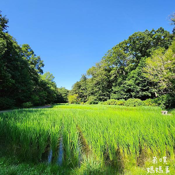 【日本‧千葉】船橋安徒生公園│超推親子景點,一整天玩不完>夏 【日本‧千葉】船橋安徒生公園│超推親子景點,一整天玩不完>夏