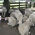 IMG_6541 綿羊兒們很臭羊臊味.JPG