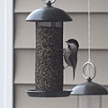 2010 chickadee