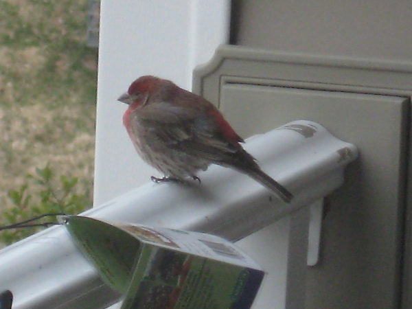 20100327-house finch