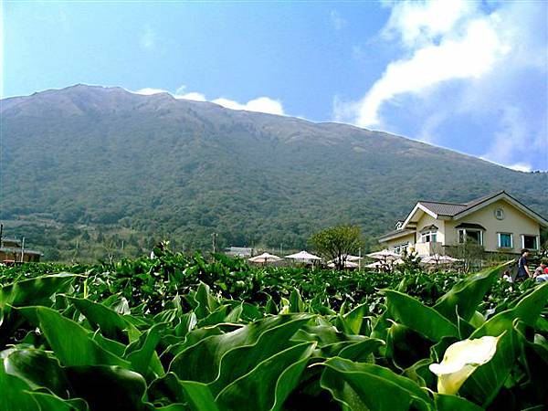 竹子湖海芋