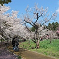 北海道的芝櫻