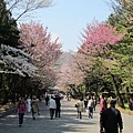 丹山公園跟北海道神宮是連在一起的