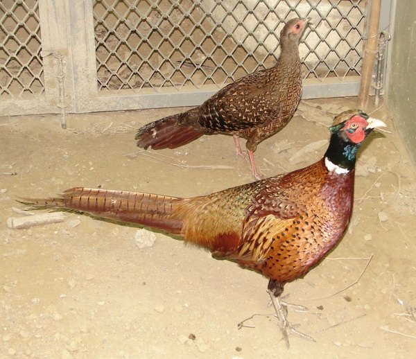 頑皮世界野生動物園最近引進一對在台灣幾乎瀕臨絕種的台灣環頸雉，民眾倘一睹台灣特有亞種、稀少、珍貴稀有動物＿台灣環頸雉，將是不容錯過的好機會。