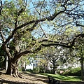 Roma Street Parkland