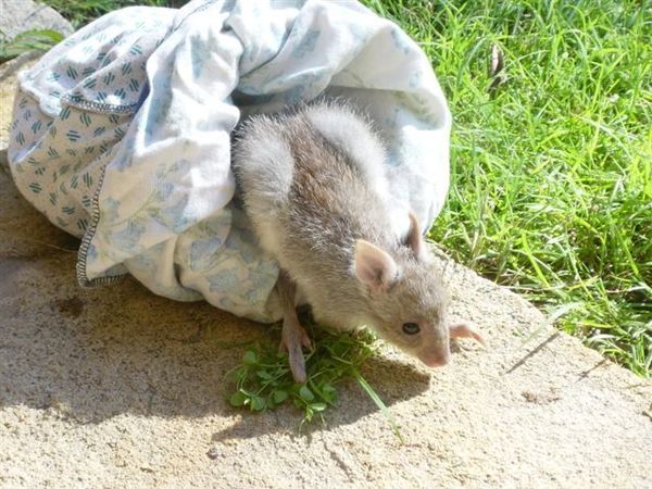 bettong baby