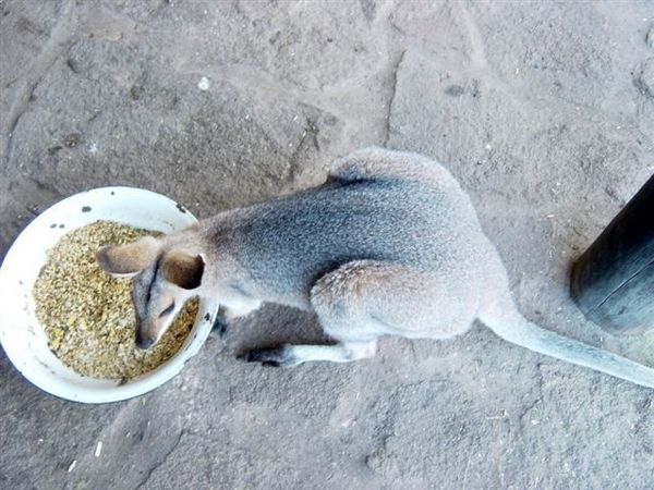 Red-necked Wallaby