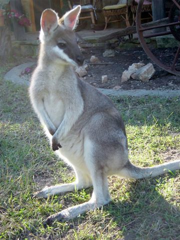 Whiptail Wallaby