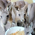 Eastern Grey Kangaroos