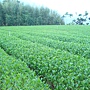 製茶實地.茶園.檢驗報告