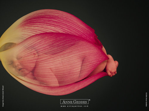 Anne Geddes-12.jpg