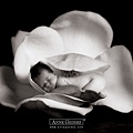 Anne Geddes-14.jpg