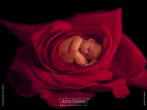 Anne Geddes-16.jpg