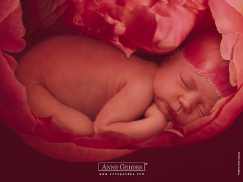 Anne Geddes-18.jpg