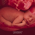 Anne Geddes-18.jpg