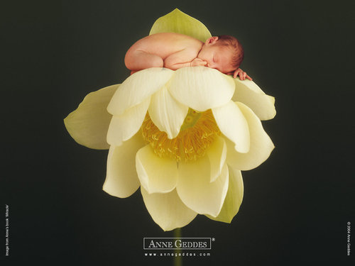 Anne Geddes-19.jpg