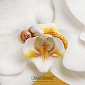 Anne Geddes-21.jpg