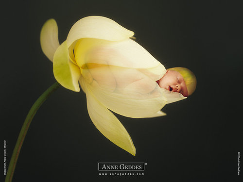 Anne Geddes-47.jpg