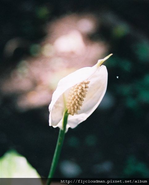 海芋