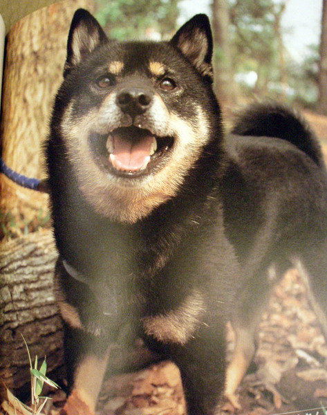 blackshiba.jpg