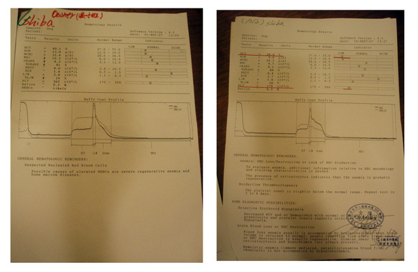 BLOOD ANALYSIS.jpg