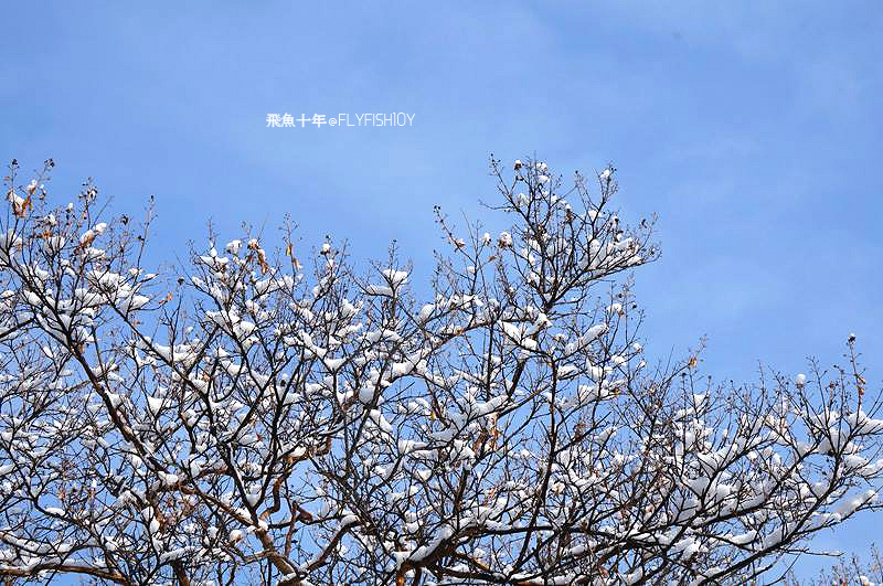 韓國首爾。下大雪的東廟、南山谷韓屋村(남산골한옥마을)、 土