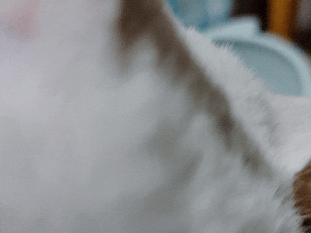 貓奴。毛孩爆毛產品:【萌肽優 LactoTides】毛好漂漂開箱!貓狗毛髮營養品分享。 - 第29張圖 萌肽優LactoTides評價,萌肽優保健品推薦嗎,寵物營養補給品開箱,寵物皮膚保養品開箱,寵物皮毛保健品分享,毛孩皮膚保健好物開箱,貓咪皮膚保健心得,毛孩爆毛產品開箱,狗止癢食品分享,貓狗皮膚保健品分享,貓狗毛髮營養品分享,貓咪掉毛吃什麼,貓咪掉毛吃什麼dcard,貓咪掉毛吃什麼ptt,貓要吃什麼毛才會漂亮dcard,貓要吃什麼毛才會漂亮ptt,貓毛ptt,貓咪皮膚保健ptt,貓卵磷脂ptt,貓咪鱉蛋粉