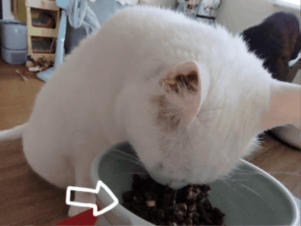 奧沛,OurPet,寵物活力充沛,跟著飼料丟一顆,適口性極好,0化學添加,CP質高,狗狗關節保健食品推薦,貓咪關節保健食品推薦,貓咪關節保養,貓用關節營養品,貓咪關節健康,OurPet貓用關沛錠,葡萄糖胺貓咪,貓咪關節保健ptt,貓咪關節保健dcard,老貓 保健食品 Dcard,貓咪關節炎治療費用,貓關節保健食品,奧沛貓用關沛錠,貓用關沛錠,奧沛評價,貓咪關節推薦,老貓維骨力,貓咪維骨力,貓咪軟骨素推薦,貓維骨力,貓用維骨力,寵物 軟骨素 奧沛,OurPet,寵物活力充沛,跟著飼料丟一顆,適口性極好,0化學添加,CP質高,狗狗關節保健食品推薦,貓咪關節保健食品推薦,貓咪關節保養,貓用關節營養品,貓咪關節健康,OurPet貓用關沛錠,葡萄糖胺貓咪,貓咪關節保健ptt,貓咪關節保健dcard,老貓 保健食品 Dcard,貓咪關節炎治療費用,貓關節保健食品,奧沛貓用關沛錠,貓用關沛錠,奧沛評價,貓咪關節推薦,老貓維骨力,貓咪維骨力,貓咪軟骨素推薦,貓維骨力,貓用維骨力,寵物 軟骨素