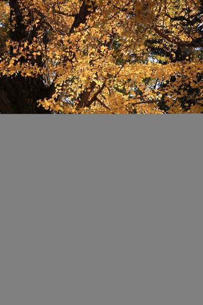 IMG_9847