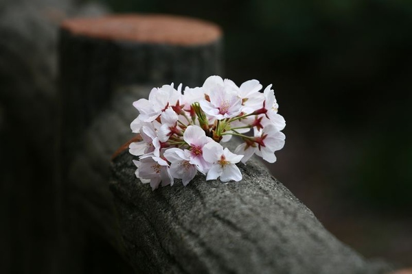 IMG_4141_nEO_IMG