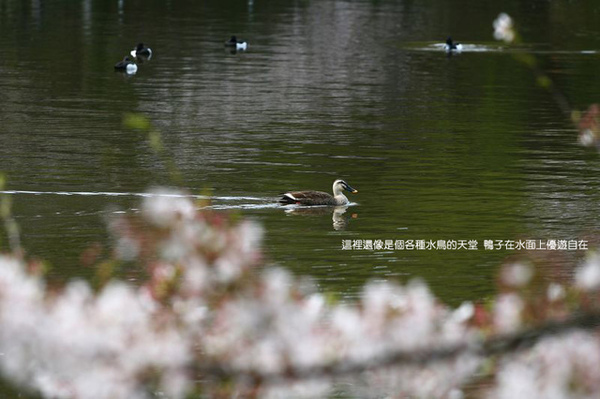 IMG_4143_nEO_IMG拷貝