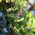 人面蜘蛛(Nephila pilipes)